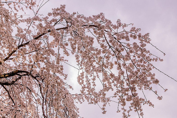 來看1300年歷史的老櫻花！日本天皇親手種下的垂柳式吉野櫻_img_23