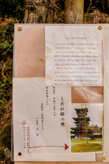 來看1300年歷史的老櫻花！日本天皇親手種下的垂柳式吉野櫻_img_38