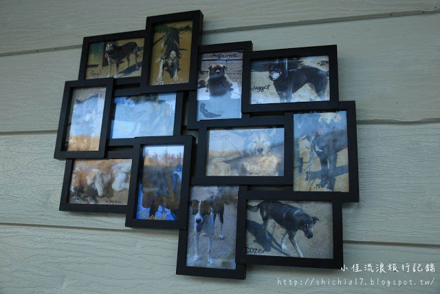 在冰天雪地的阿拉斯加，和雪橇犬一起瘋狂奔馳！_img_1