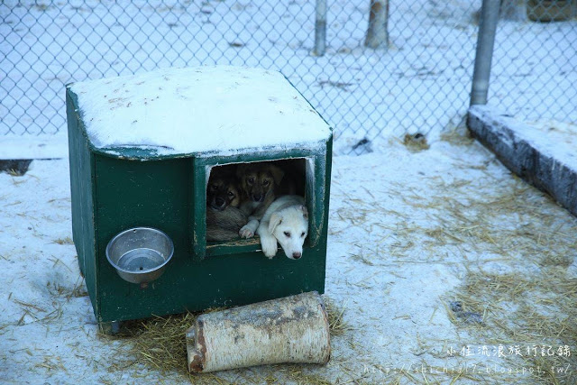 在冰天雪地的阿拉斯加，和雪橇犬一起瘋狂奔馳！_img_4