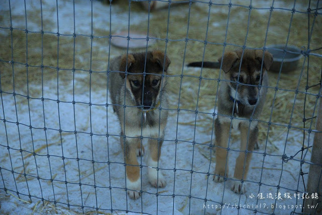 在冰天雪地的阿拉斯加，和雪橇犬一起瘋狂奔馳！_img_5