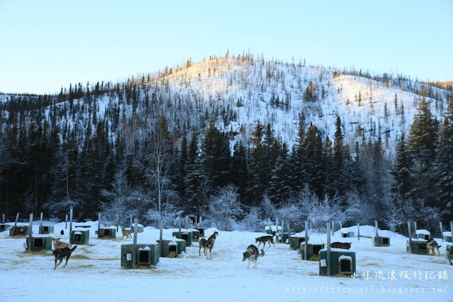 在冰天雪地的阿拉斯加，和雪橇犬一起瘋狂奔馳！_img_6