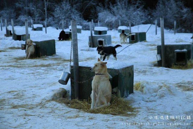 在冰天雪地的阿拉斯加，和雪橇犬一起瘋狂奔馳！_img_7