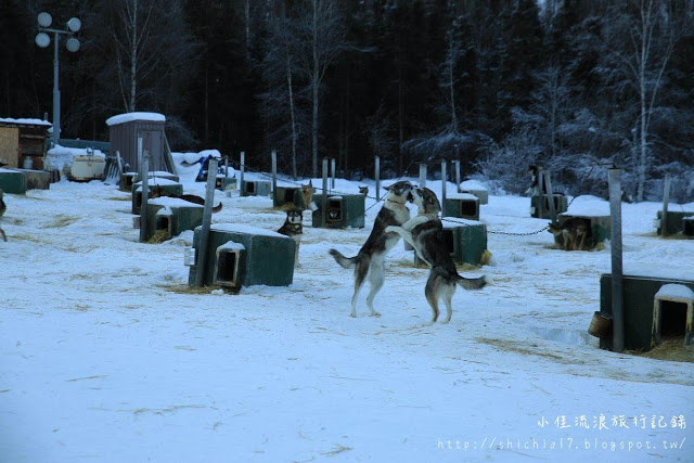 在冰天雪地的阿拉斯加，和雪橇犬一起瘋狂奔馳！_img_8