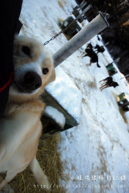在冰天雪地的阿拉斯加，和雪橇犬一起瘋狂奔馳！_img_9
