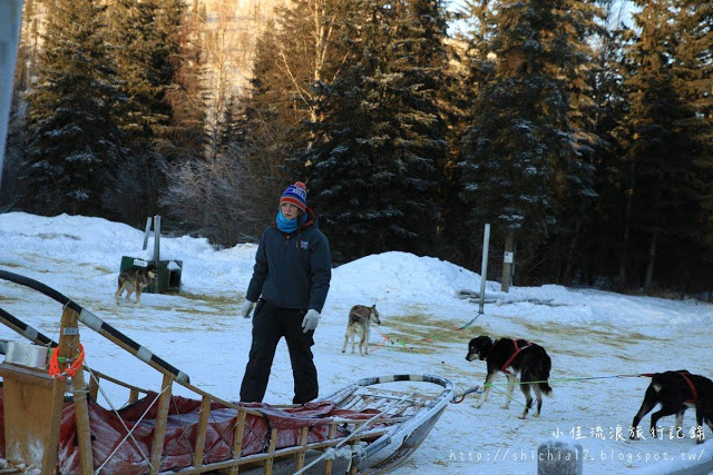 在冰天雪地的阿拉斯加，和雪橇犬一起瘋狂奔馳！_img_10