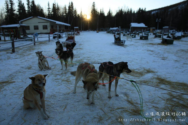 在冰天雪地的阿拉斯加，和雪橇犬一起瘋狂奔馳！_img_11