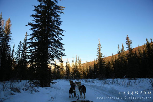 在冰天雪地的阿拉斯加，和雪橇犬一起瘋狂奔馳！_img_12