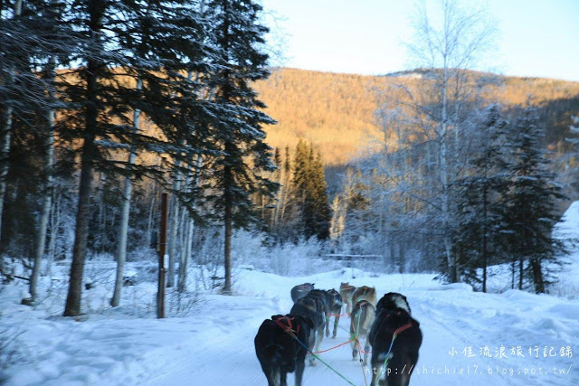 在冰天雪地的阿拉斯加，和雪橇犬一起瘋狂奔馳！_img_13