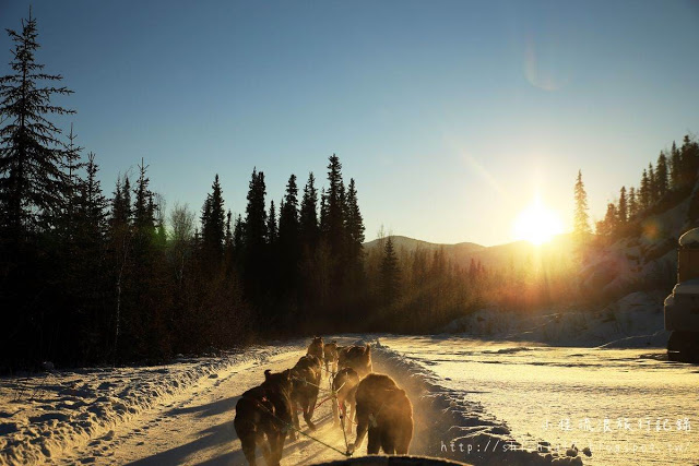 在冰天雪地的阿拉斯加，和雪橇犬一起瘋狂奔馳！_img_14