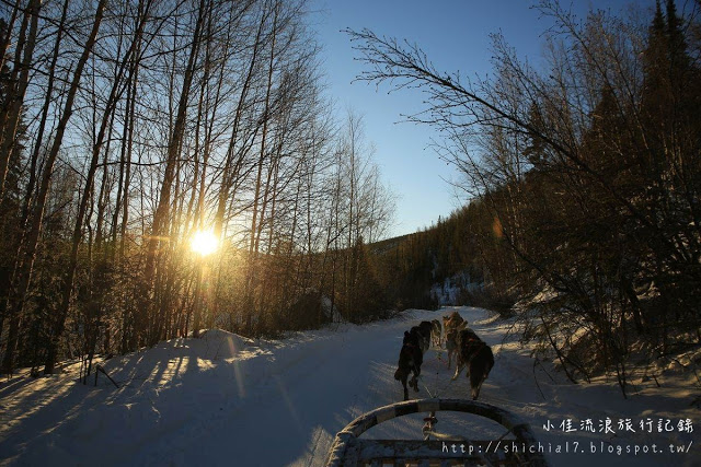 在冰天雪地的阿拉斯加，和雪橇犬一起瘋狂奔馳！_img_15