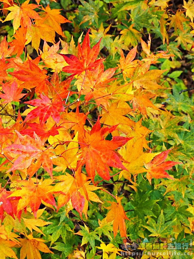 這樣的景色美翻眾人！前進日本松川溪谷賞絕美楓葉_img_15