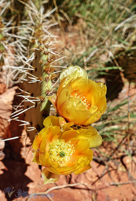 上帝創造的風景！亞利桑那州的紅岩殿堂_img_12