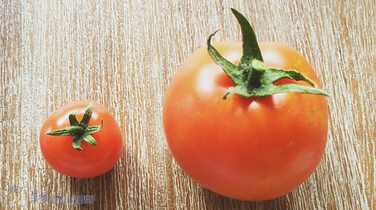 遊舊金山前，先瞭解特殊的「天龍國」文化！_img_5