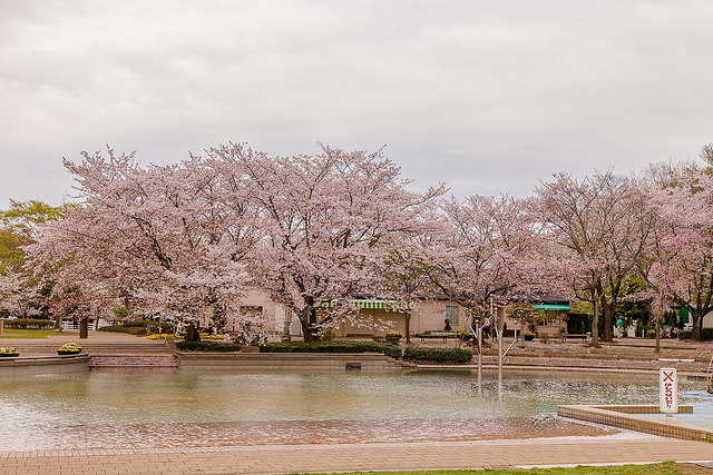 如詩如畫的夢幻場景！賞櫻、逛城堡、溜滑梯 三個願望一次滿足_img_29