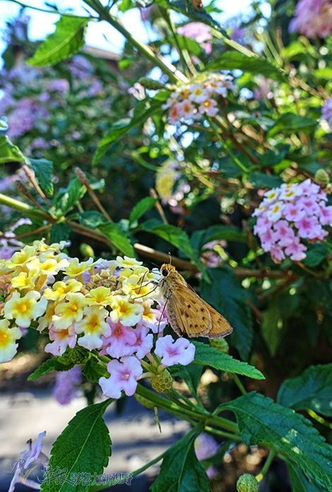 又到收割的季節！造訪納帕酒莊，品嚐世界級冠軍紅酒_img_8