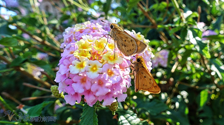 又到收割的季節！造訪納帕酒莊，品嚐世界級冠軍紅酒_img_9