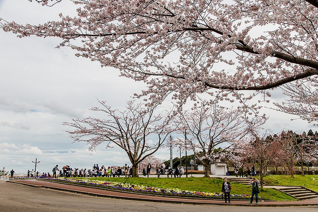 去千葉櫻山公園賞櫻花、看飛機！還有「嚕嚕米列車」與你作伴_img_9