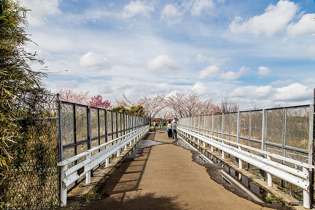 去千葉櫻山公園賞櫻花、看飛機！還有「嚕嚕米列車」與你作伴_img_15