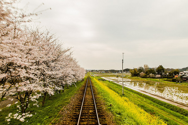 去千葉櫻山公園賞櫻花、看飛機！還有「嚕嚕米列車」與你作伴_img_36