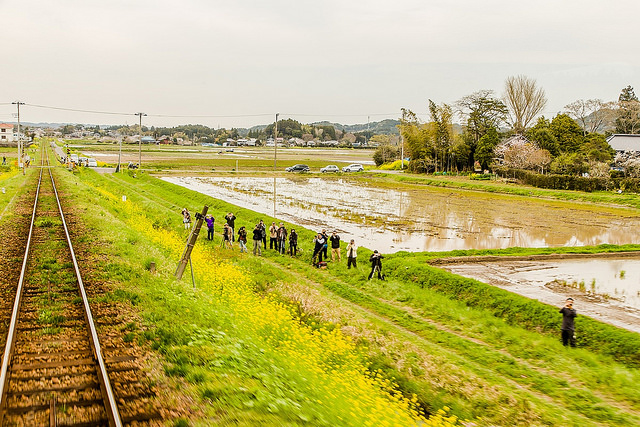 去千葉櫻山公園賞櫻花、看飛機！還有「嚕嚕米列車」與你作伴_img_38