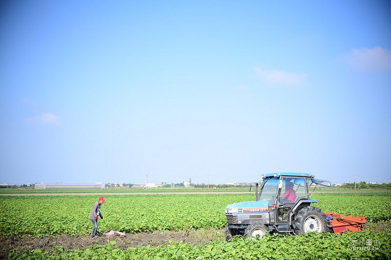 每一次低頭都是向土地致敬！體驗農人們的蕃薯精神_img_6