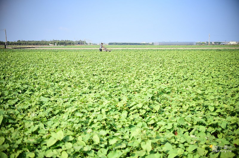每一次低頭都是向土地致敬！體驗農人們的蕃薯精神_img_7