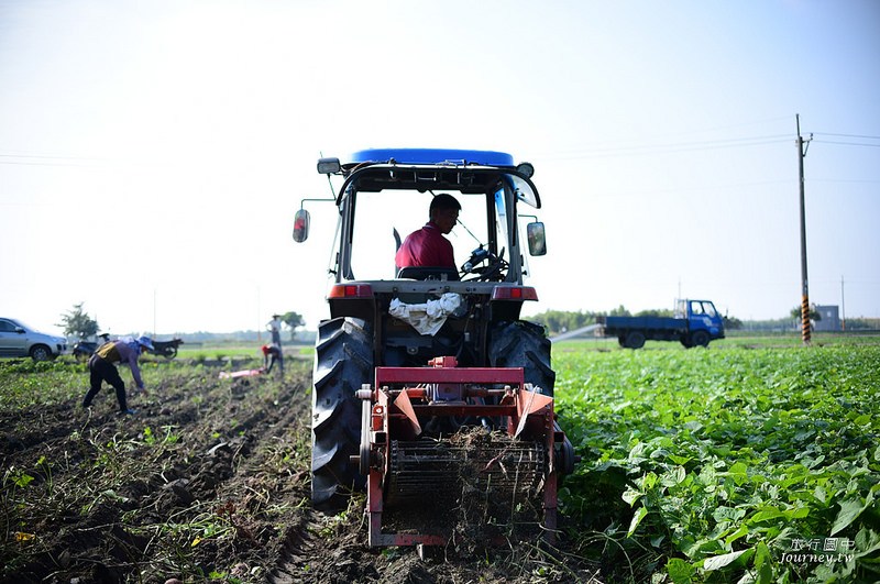每一次低頭都是向土地致敬！體驗農人們的蕃薯精神_img_9