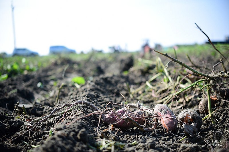 每一次低頭都是向土地致敬！體驗農人們的蕃薯精神_img_11
