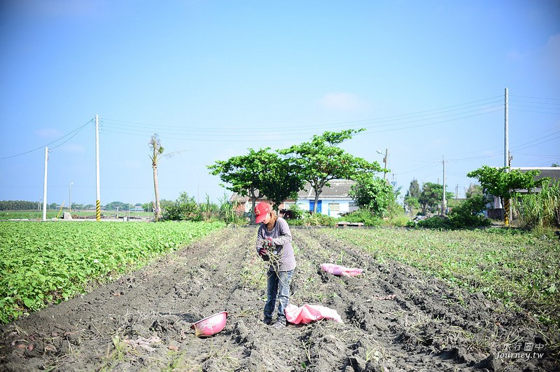 每一次低頭都是向土地致敬！體驗農人們的蕃薯精神_img_12