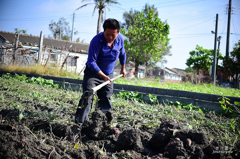 每一次低頭都是向土地致敬！體驗農人們的蕃薯精神_img_14