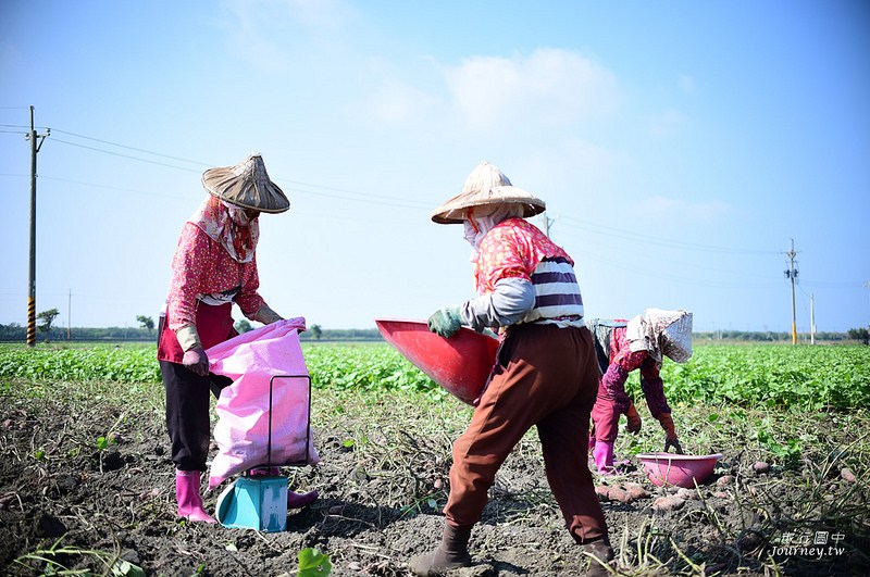 每一次低頭都是向土地致敬！體驗農人們的蕃薯精神_img_16