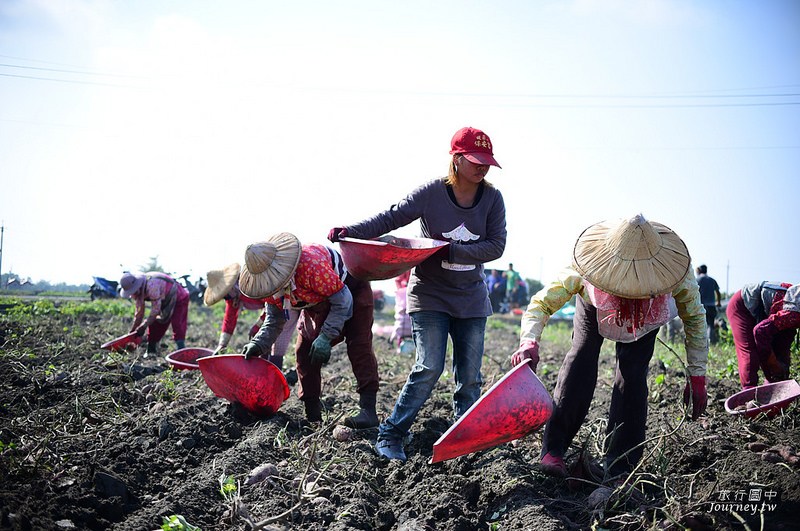 每一次低頭都是向土地致敬！體驗農人們的蕃薯精神_img_23