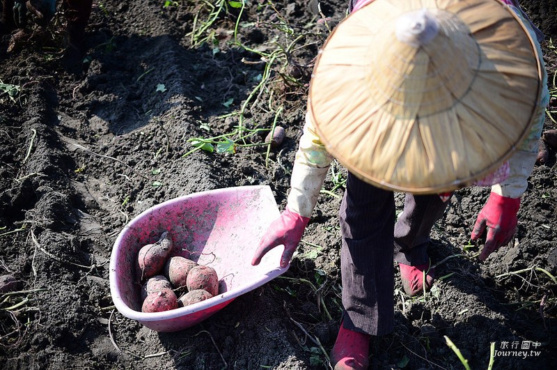 每一次低頭都是向土地致敬！體驗農人們的蕃薯精神_img_25