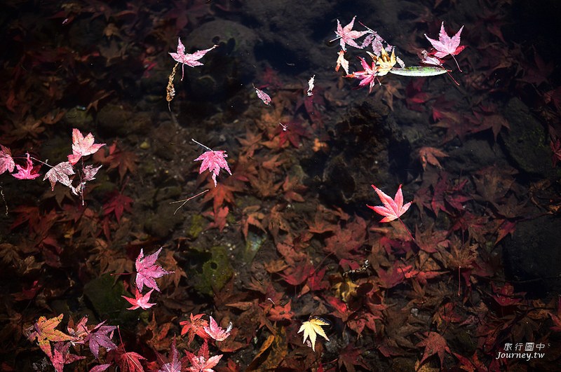 前進日本由布院.金鱗湖賞楓!秋天限定的一場紅色楓暴_img_17