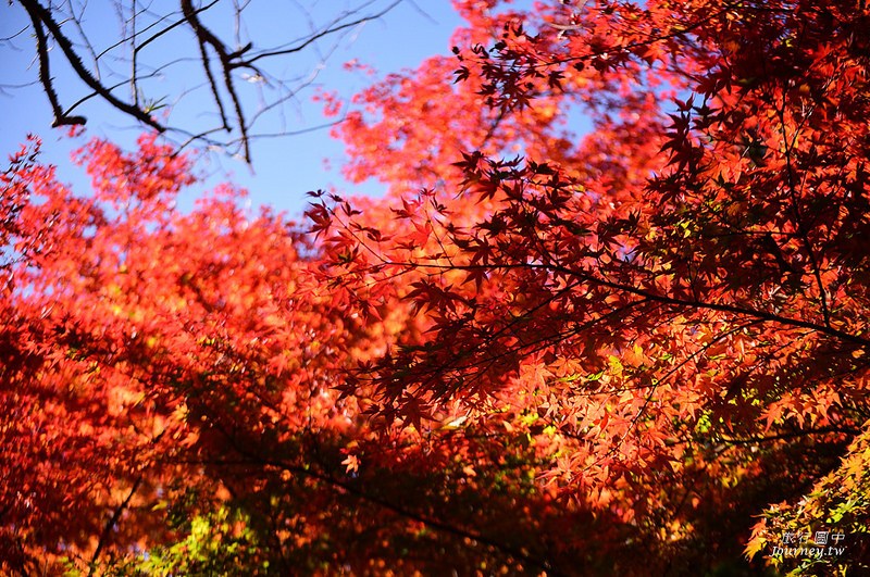 前進日本由布院.金鱗湖賞楓!秋天限定的一場紅色楓暴_img_23