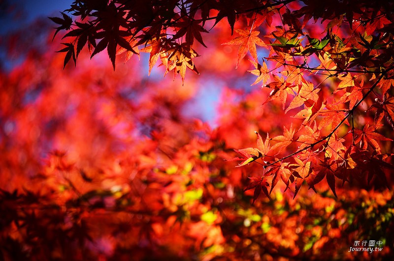 前進日本由布院.金鱗湖賞楓!秋天限定的一場紅色楓暴_img_24