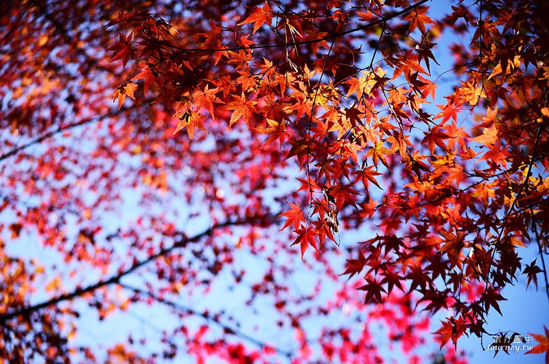 前進日本由布院.金鱗湖賞楓!秋天限定的一場紅色楓暴_img_25