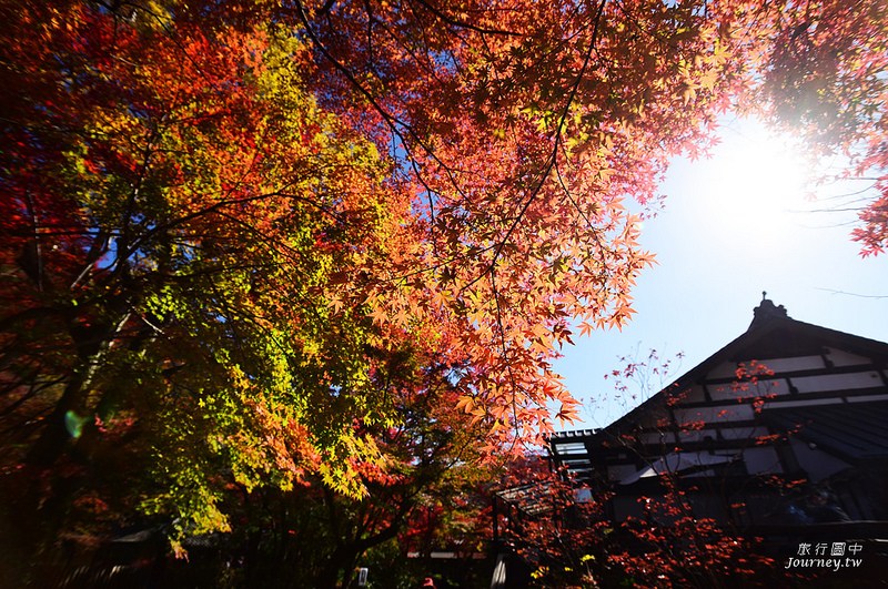 前進日本由布院.金鱗湖賞楓!秋天限定的一場紅色楓暴_img_29