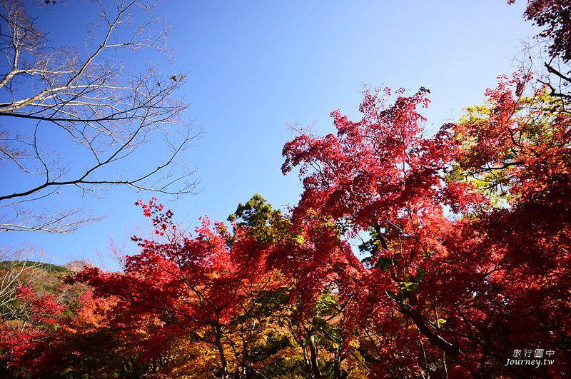 前進日本由布院.金鱗湖賞楓!秋天限定的一場紅色楓暴_img_42