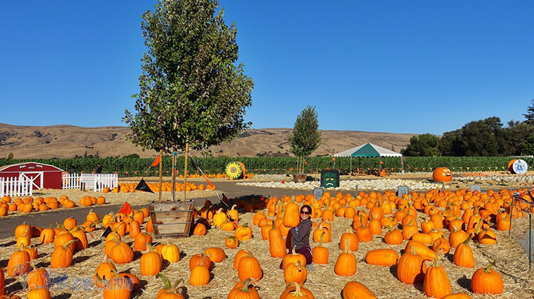 美國有哪些國定假日你知道嗎？你該知道的十大特色節日_img_8
