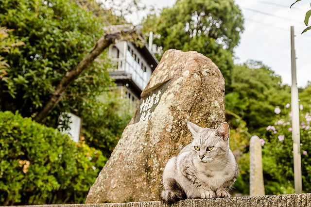 廣島尾道散策之旅！愛上好多貓又充滿懷舊感的老街道_img_78