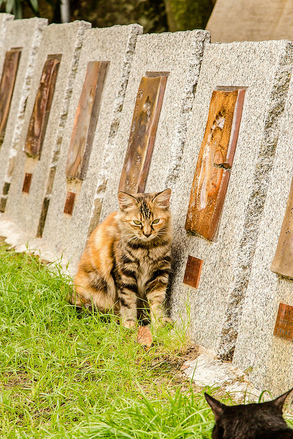 廣島尾道散策之旅！愛上好多貓又充滿懷舊感的老街道_img_79
