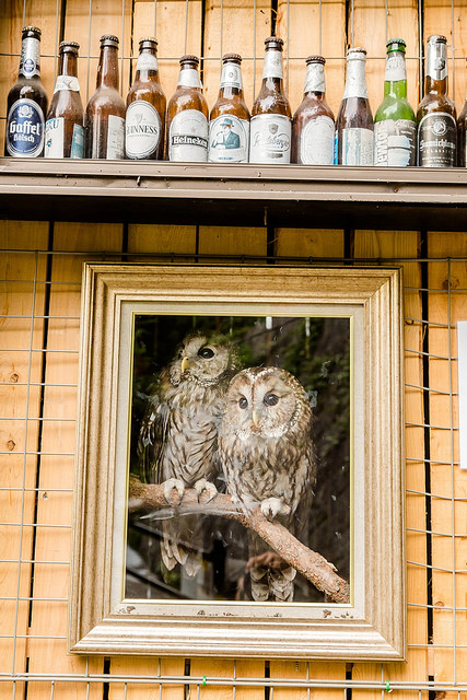 廣島尾道散策之旅！愛上好多貓又充滿懷舊感的老街道_img_89