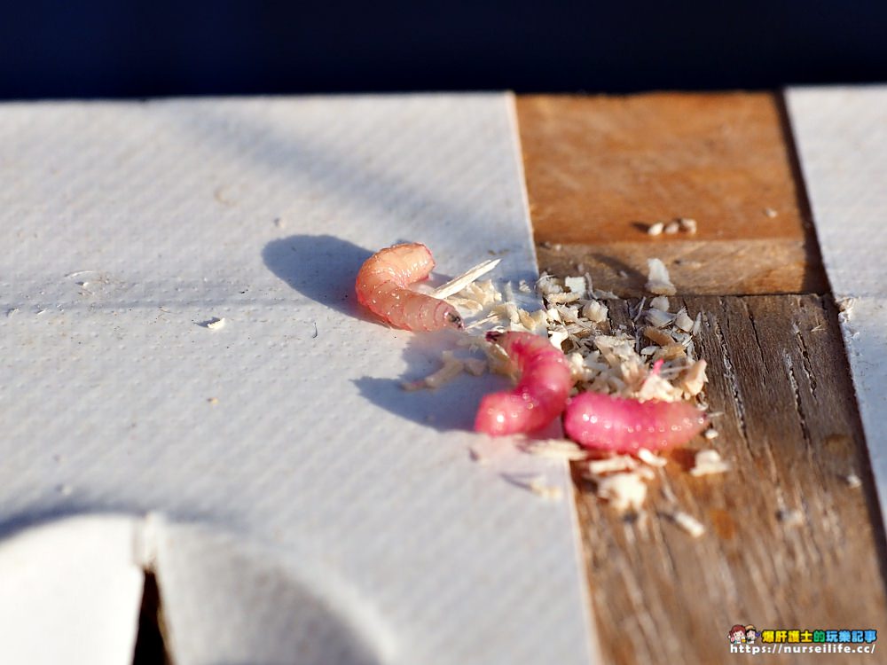 北海道大沼國定公園散策．凝望湖面我找到了心靈上寧靜！_img_25