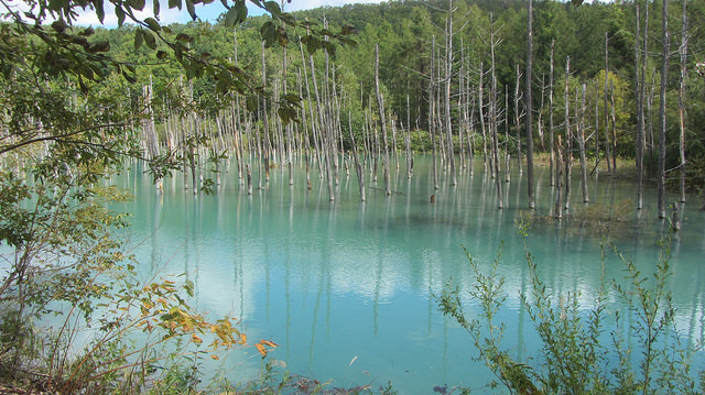 十勝岳望岳台&白ひげの滝(白鬚瀑布)&白金青池_img_30