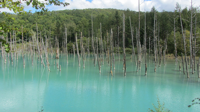 十勝岳望岳台&白ひげの滝(白鬚瀑布)&白金青池_img_32