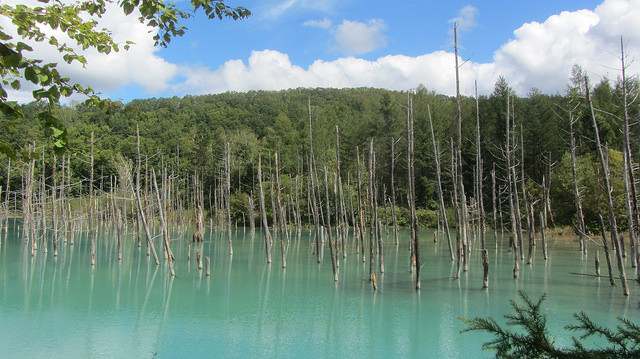 十勝岳望岳台&白ひげの滝(白鬚瀑布)&白金青池_img_33