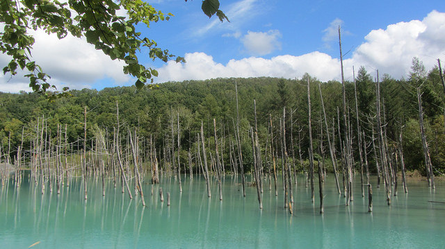 十勝岳望岳台&白ひげの滝(白鬚瀑布)&白金青池_img_34