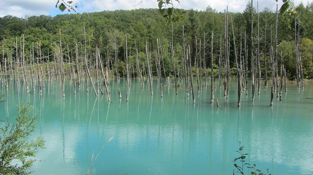 十勝岳望岳台&白ひげの滝(白鬚瀑布)&白金青池_img_35